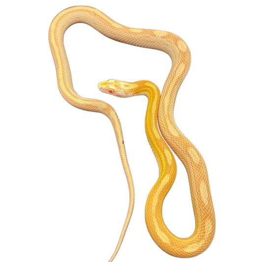 Butter Motley Corn Snake