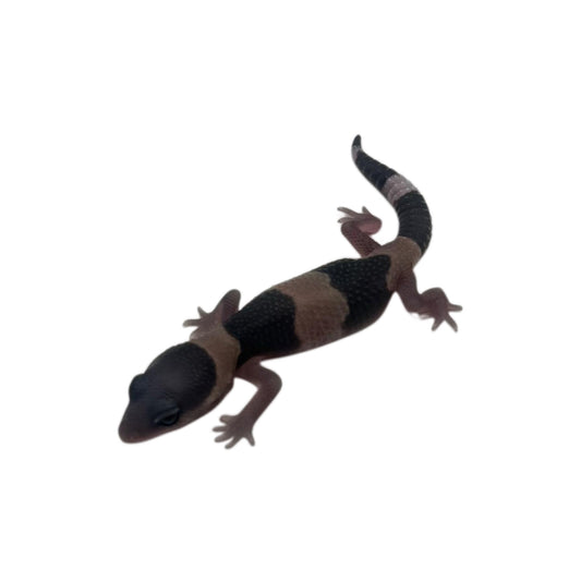 African Fat Tailed Gecko