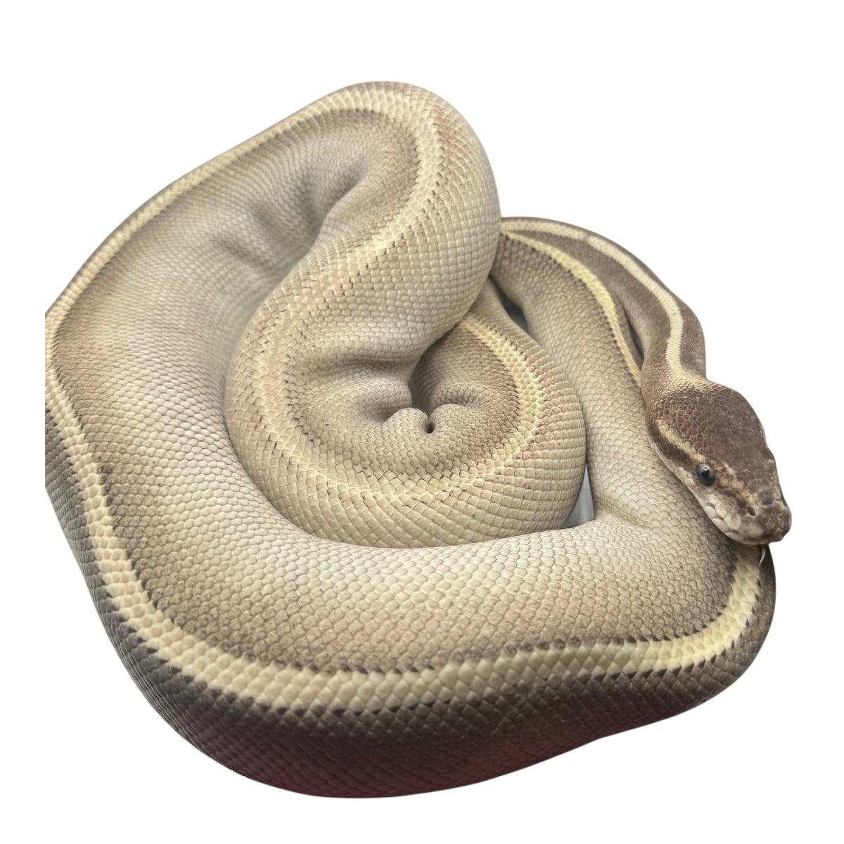 Purple Passion Ball Python