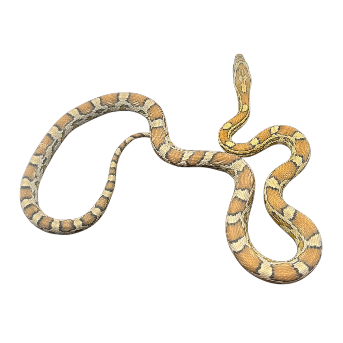 Caramel Corn Snake