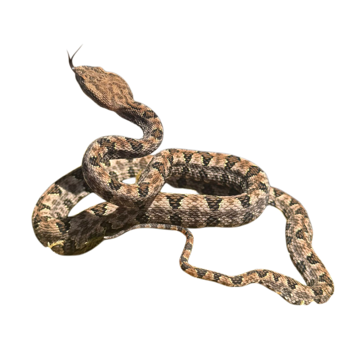 Brown Spotted Pit Viper - Pair