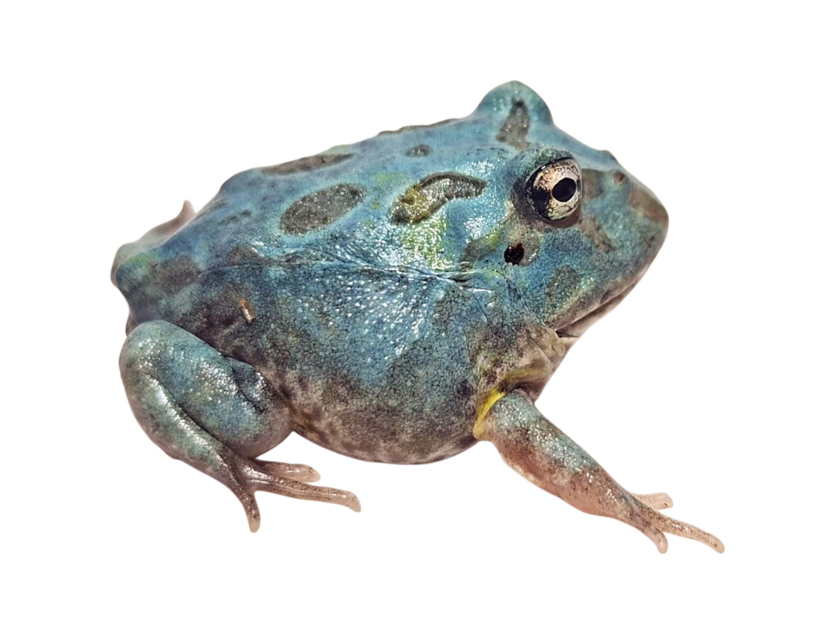 Mutant Metal Blue Pac-Man Frog
