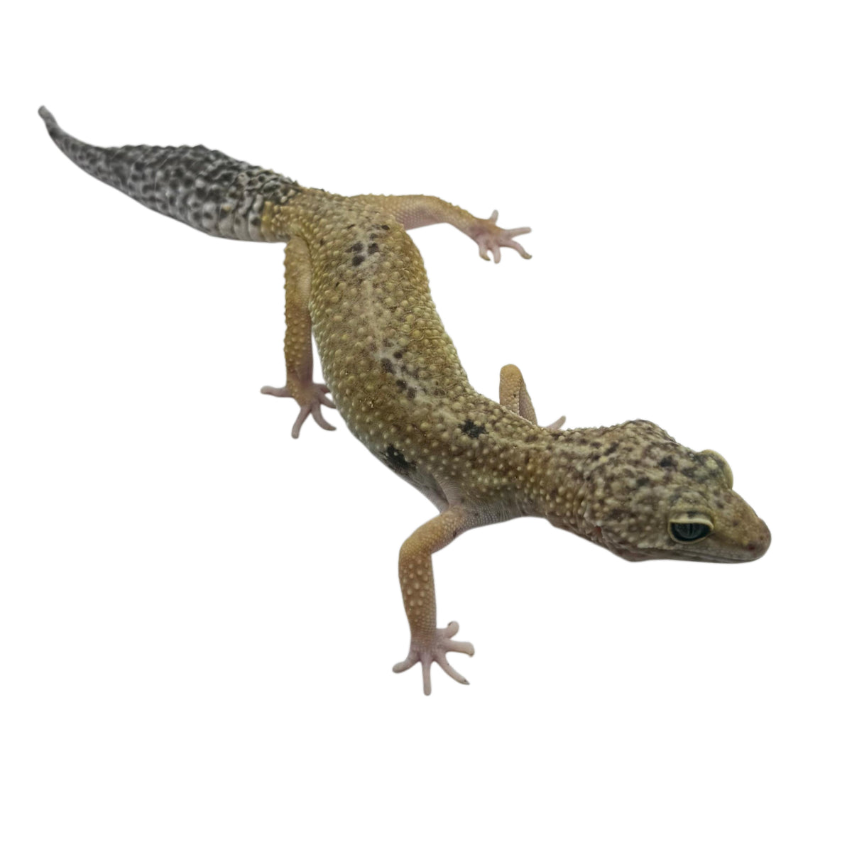 Hypo Leopard Gecko