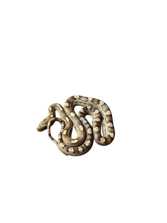 Corn snake (Pantherophis guttatus)