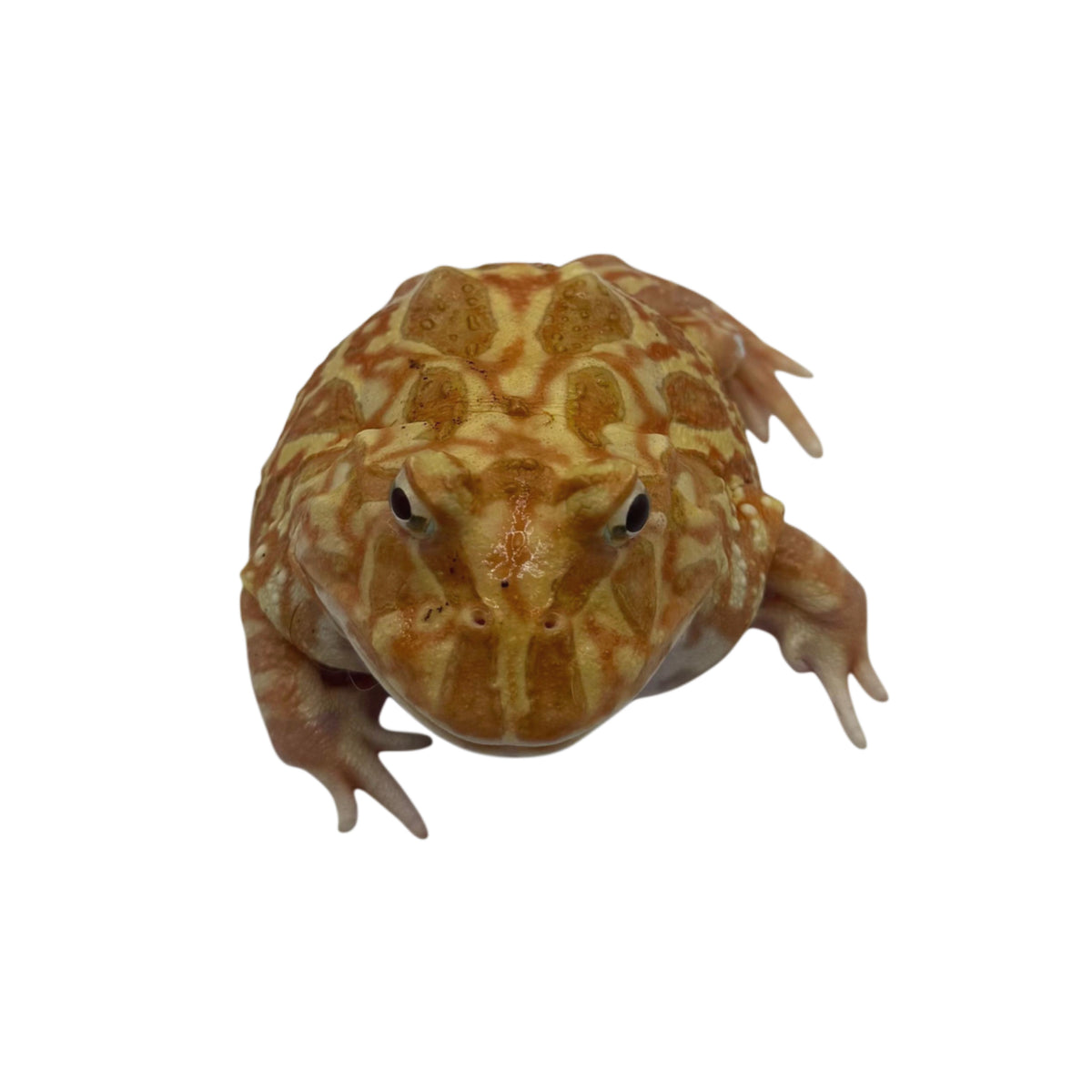Strawberry Pac-Man Frog