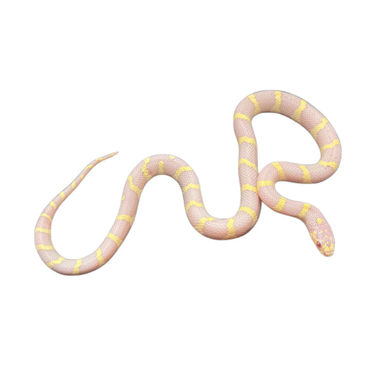 Albino California King Snake