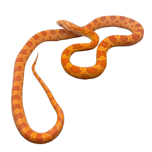 Albino Corn Snake
