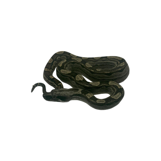 Motley Boa Imperator