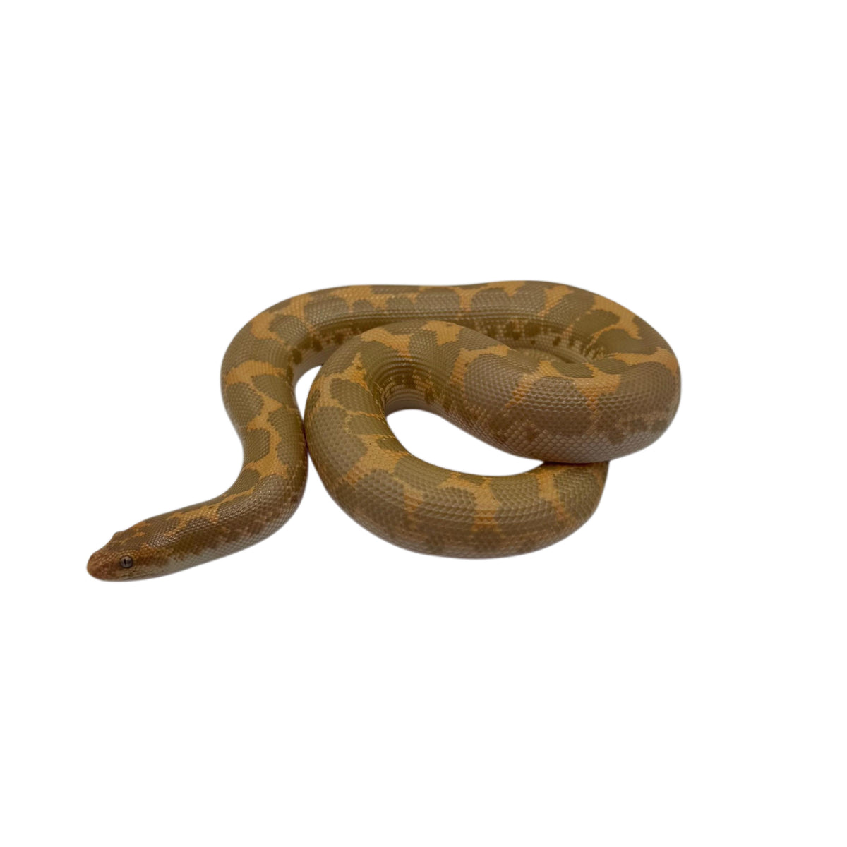 Albino Kenyan Sand Boa