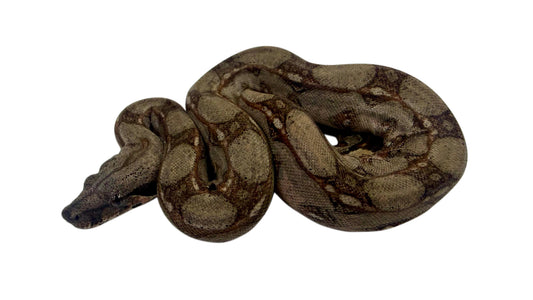 Boa imperator
