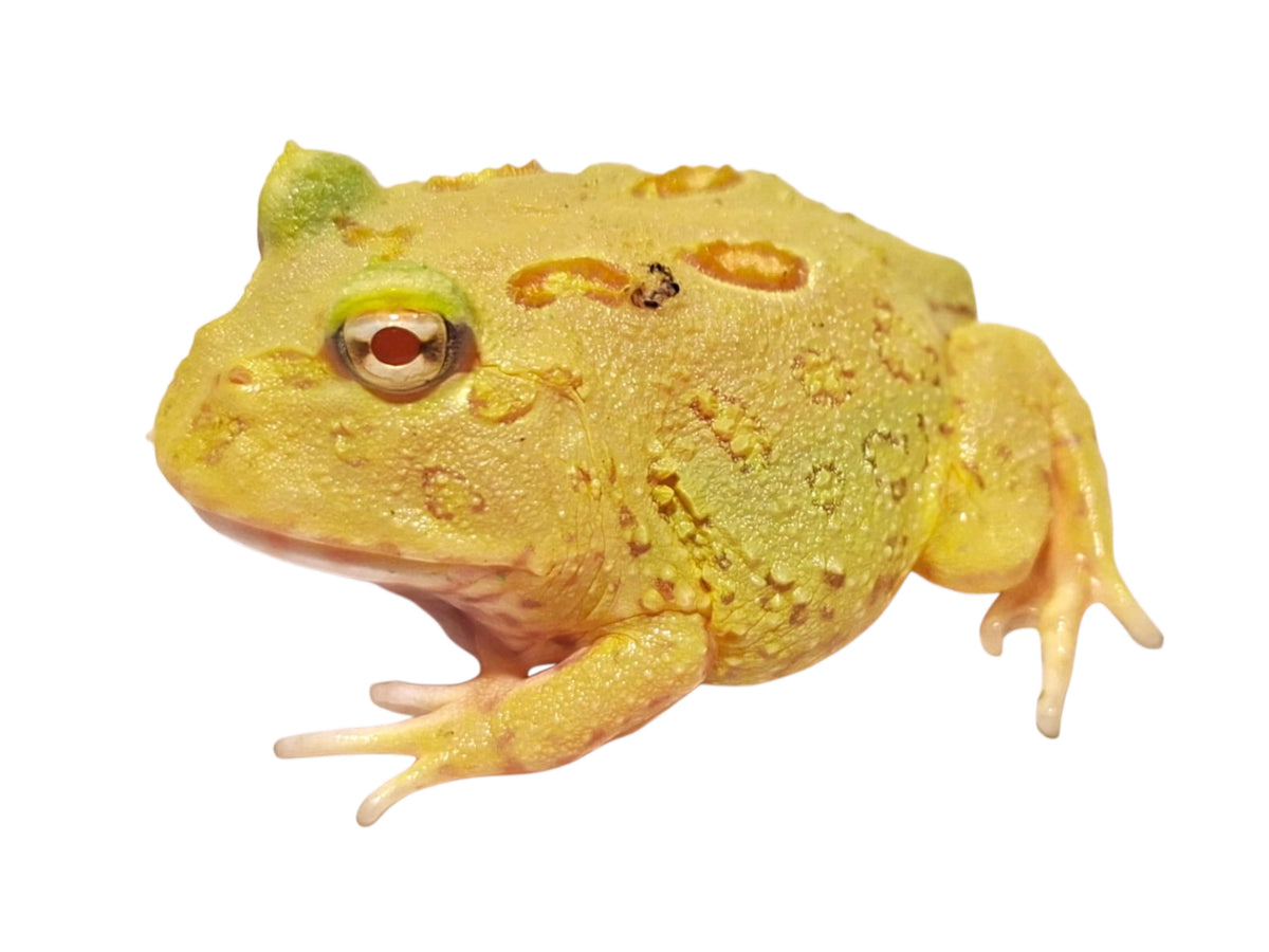 Lime Green Pac-Man Frog