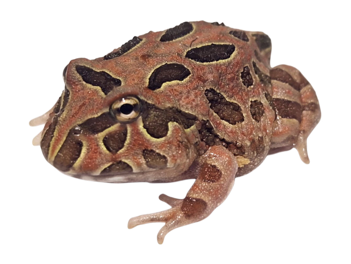 Coffee Pac-Man Frog