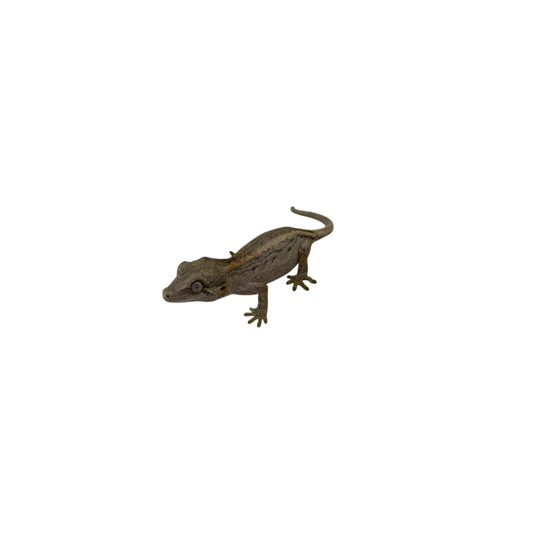 Gargoyle Gecko