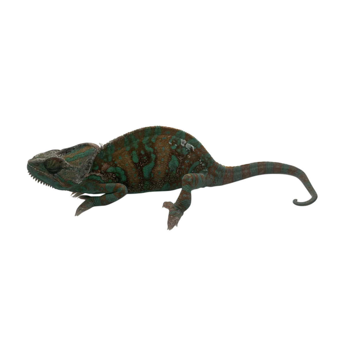 Veiled Chameleon