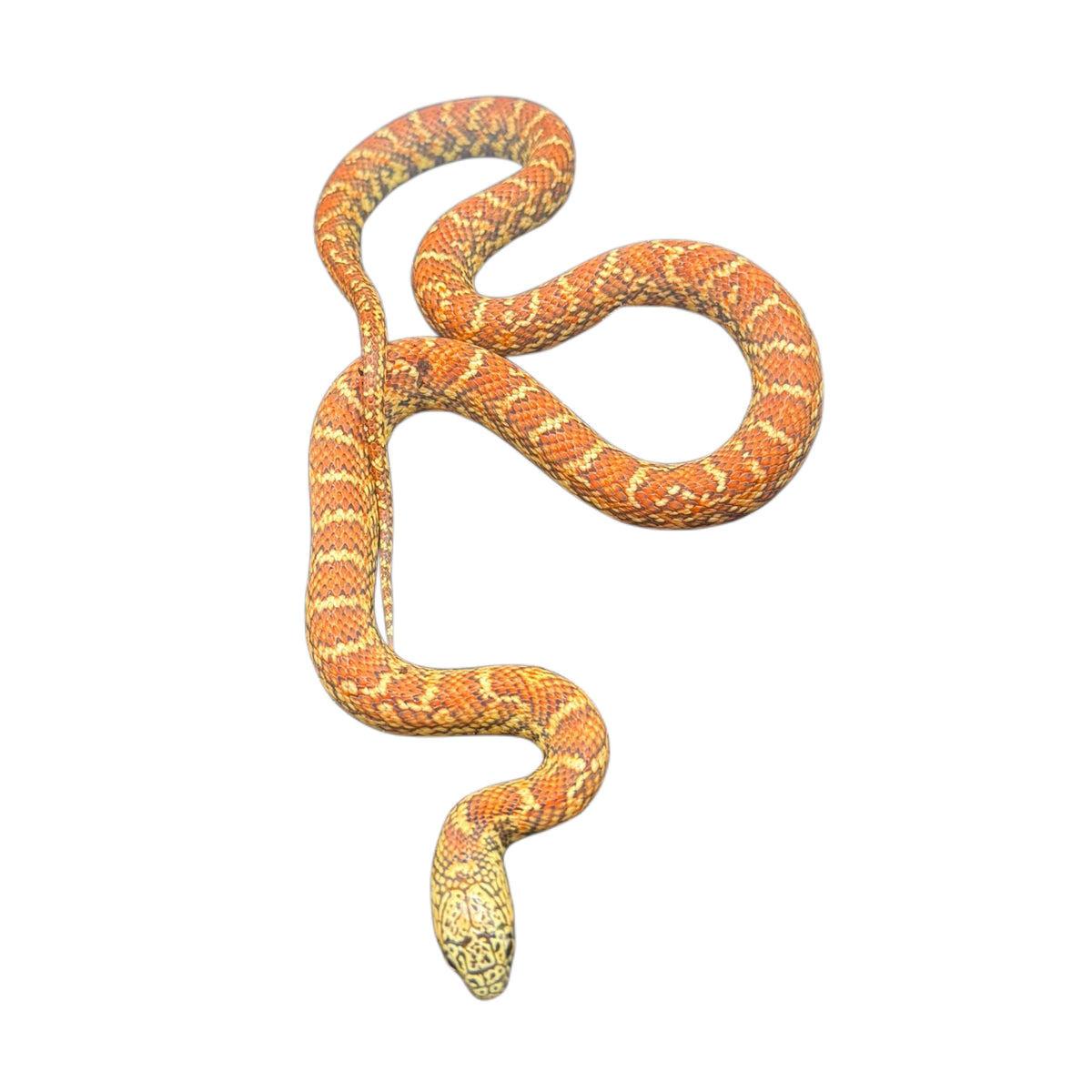 Hypo Florida King Snake - Pair