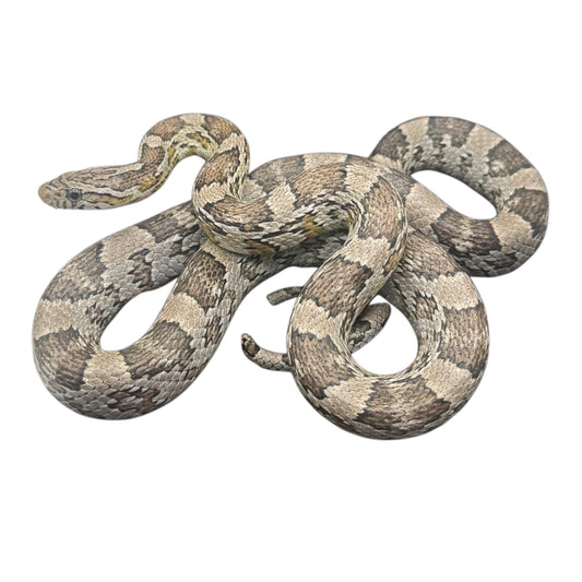 Silver Corn Snake