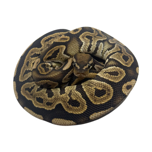 Black Pastel Het Pied Ball Python