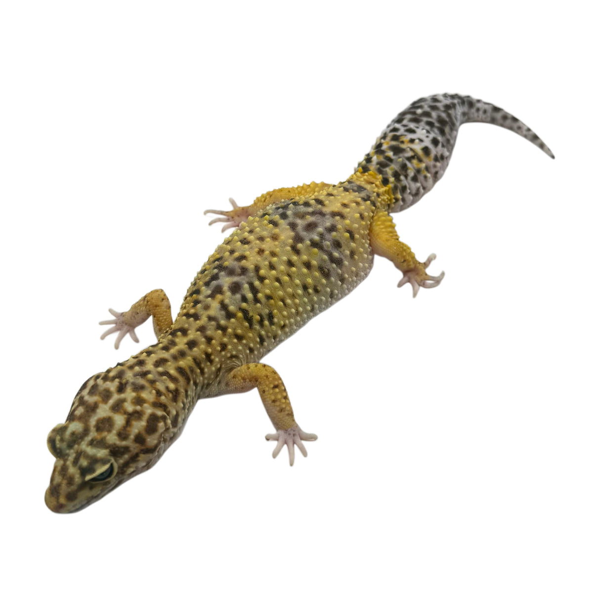 Leopard Gecko - Normal 01