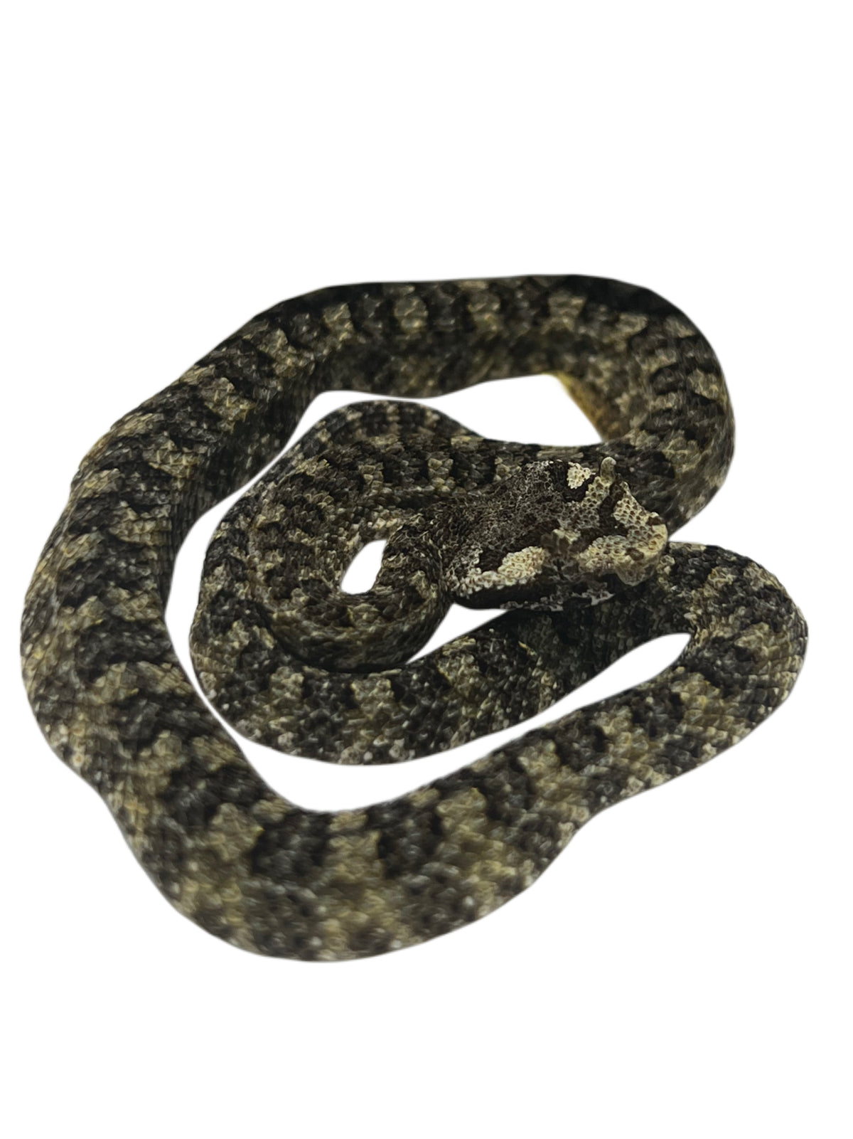 Vietnamese Horned Viper