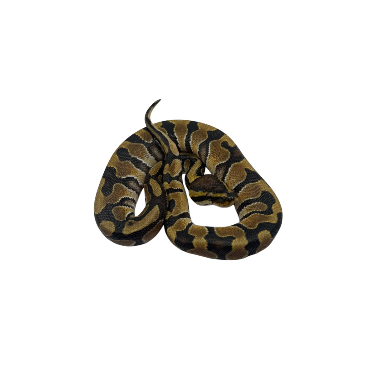 Ball Python