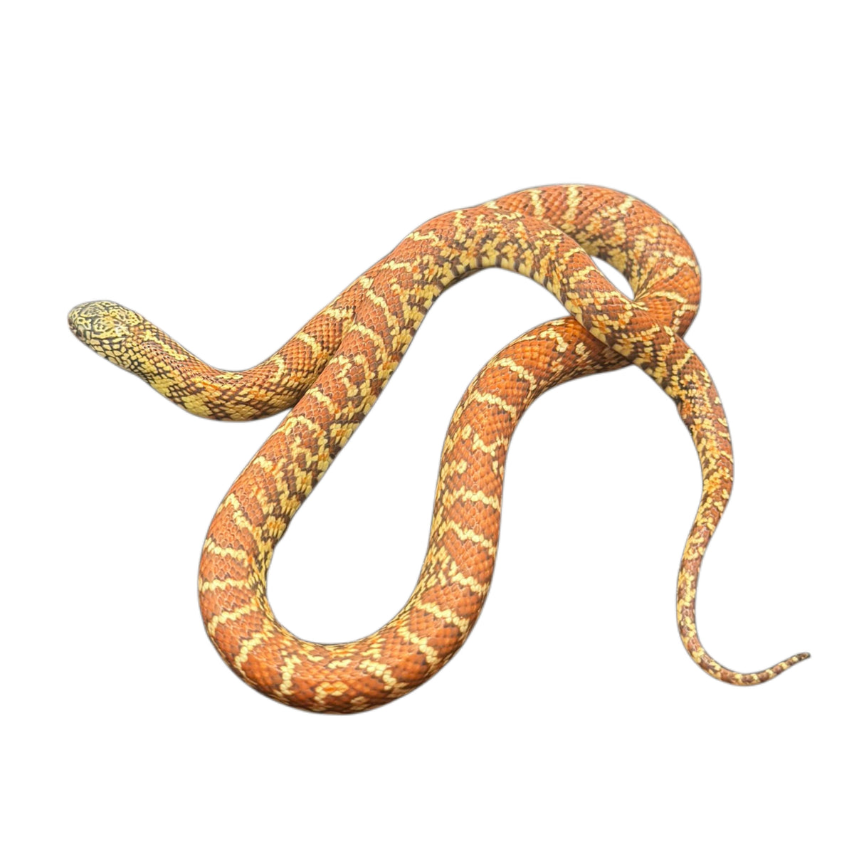 Hypo Florida King Snake - Pair