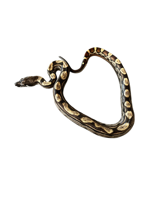 Boa imperator