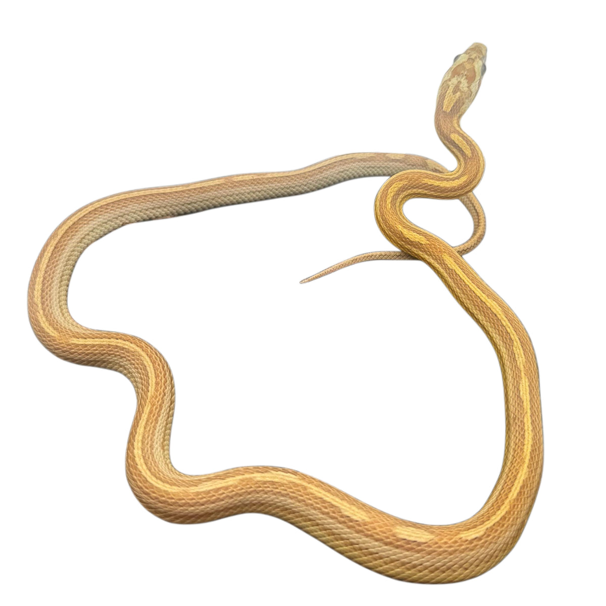 Caramel Striped Corn Snake