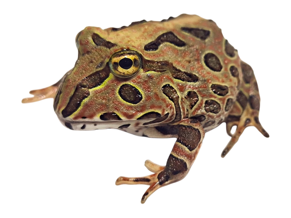 Brown Pacific Horned Frog