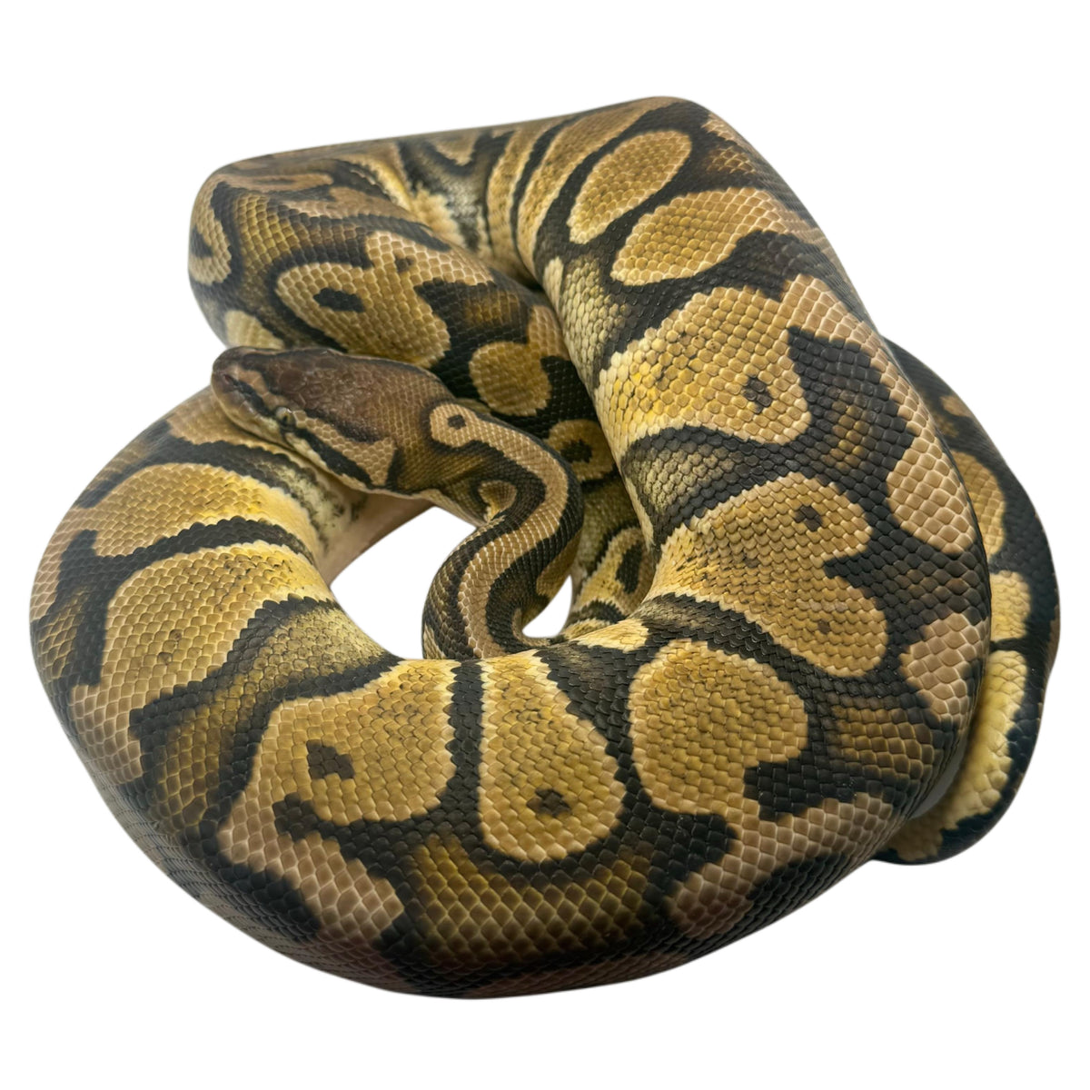 Pastel Ball Python - 01