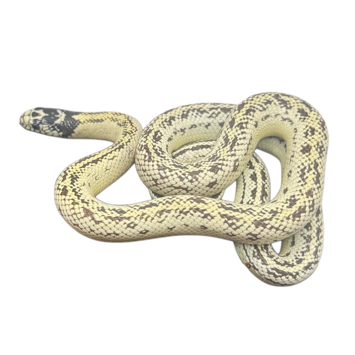 High White California Kingsnakes - Pair
