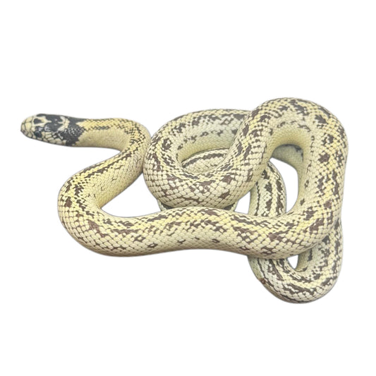 High White California Kingsnakes - Pair