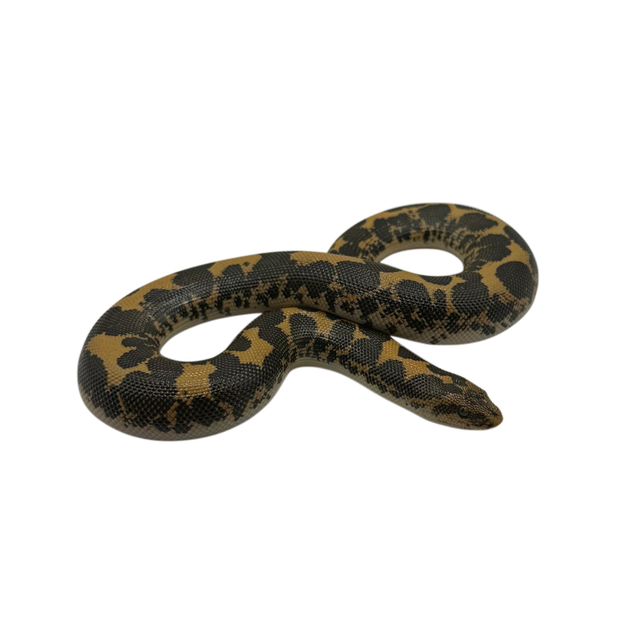 Kenyan Sand Boa