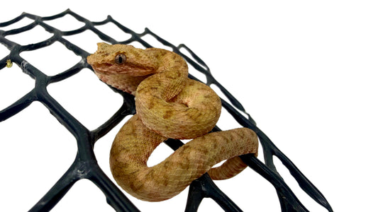 Eyelash Viper (Bothriechis spp) - 03