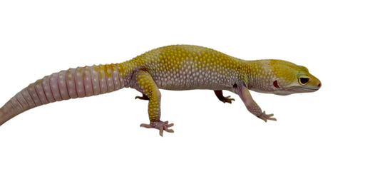 Leopard Gecko