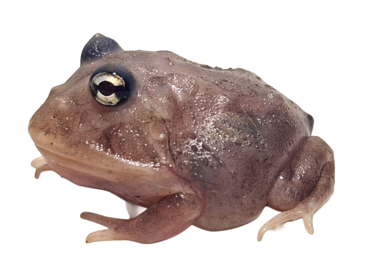 Mutant Translucent Pac-Man Frog